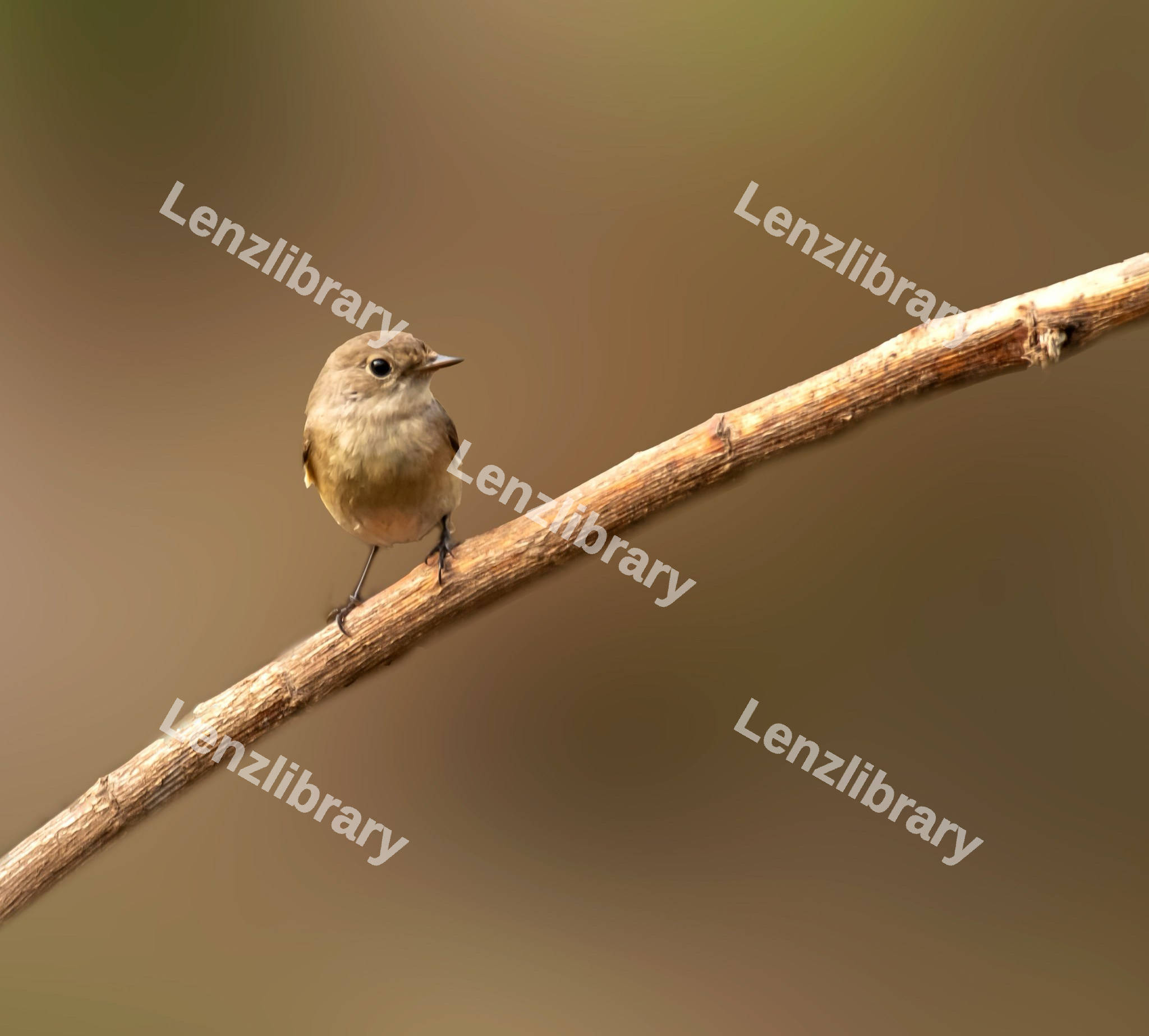 Robin Bird on a dry branch
